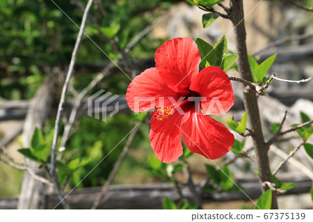 Red Chinese Rose (Hibiscus) 67375139