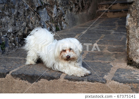 Charming dog poses Charming dog poses 67375141