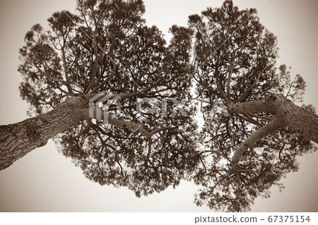 Growing to the sky, growing together Growing to the sky, growing together 67375154