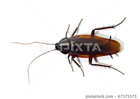 Cockroach (depth synthesis) 67375373