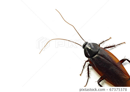 蟑螂（深度合成） 67375378