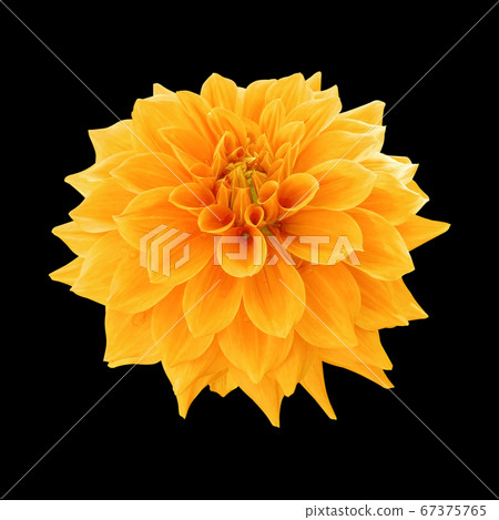 yellow dahlia flower isolated on black background yellow dahlia flower isolated on black background 67375765