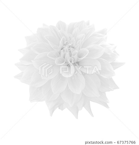 White dahlia flower isolated on white background White dahlia flower isolated on white background 67375766