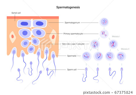 Reproductive system concept 67375824