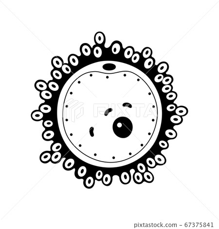 Egg cell anatomy 67375841