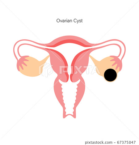 Reproductive system concept 67375847