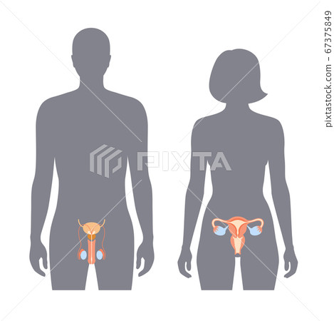 Reproductive system concept Reproductive system concept 67375849