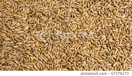 wheat, barley, rye, oat grain texture, macro shot wheat, barley, rye, oat grain texture, macro shot 67376273