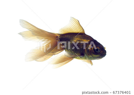 Goldfish Hagoromo white background Goldfish Hagoromo white background 67376401