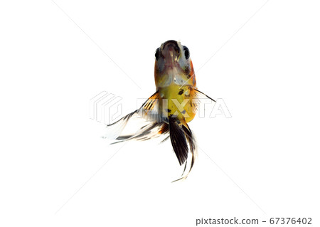 Goldfish Calico Ryukin white background 67376402
