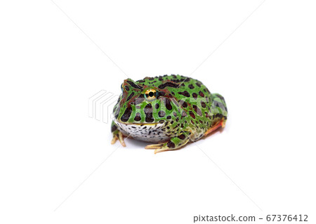 Frog Bertz Nofrog white background 67376412