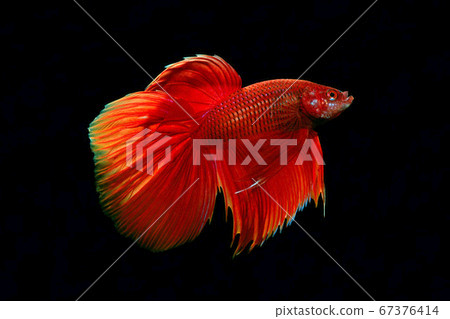 Showbeta red black background 67376414