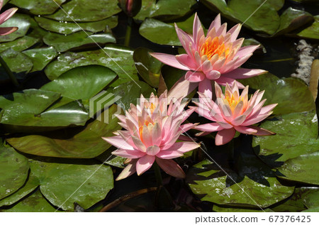 睡蓮鮮花 睡蓮鮮花 67376425