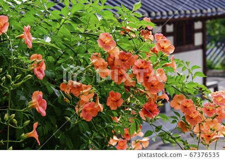 Jaxony, Missionary, Gangneung-si, Gangwon-do, Korea 67376535