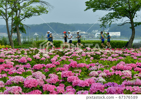 Hydrangea, Gyeongpodae, Gangneung-si, Gangwon-do, Korea 67376589