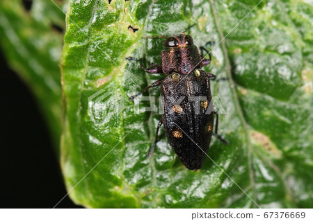 活體昆蟲昆蟲vi蛇，金屬光澤和粒狀身體。根據光線而微妙變化的顏色是美麗的 67376669
