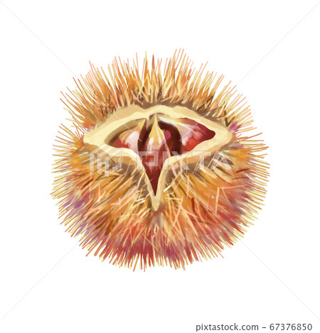 [Background transparent vector] Autumn food chestnut illustration 67376850