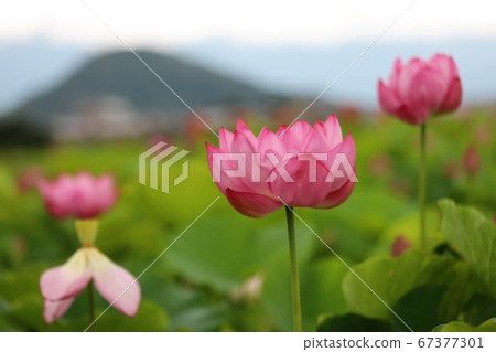 Lotus of Fujiwara Kyo 67377301