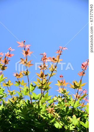 Spring maple gradient and blue sky 67377640