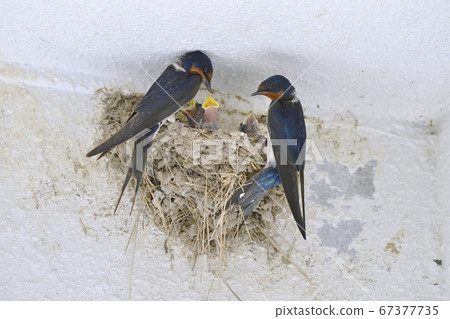 燕子育兒(北海道K路市) 燕子育兒(北海道K路市) 67377735