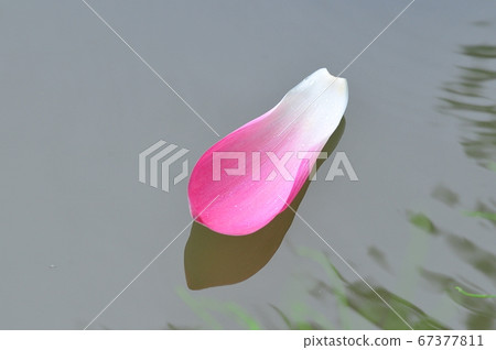 Lotus boat floating on the surface of the water (gray background) One palm lotus boat (gray background) 67377811
