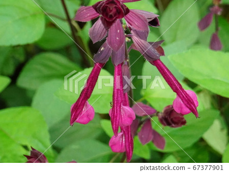 Salvia dark red Salvia dark red 67377901