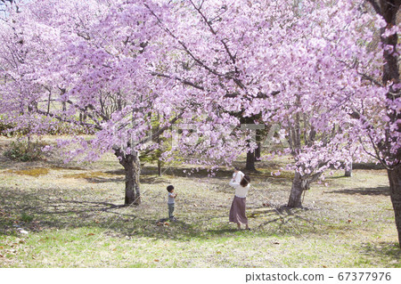 櫻桃樹下玩的家庭 67377976