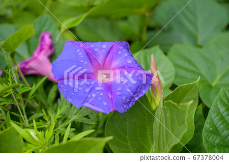 雨後盛開的牽牛花花 67378004