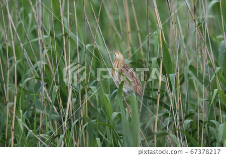 Young bird of Yoshigoi Young bird of Yoshigoi 67378217