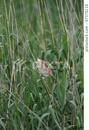 Young bird of Yoshigoi watching over the sky 67378218