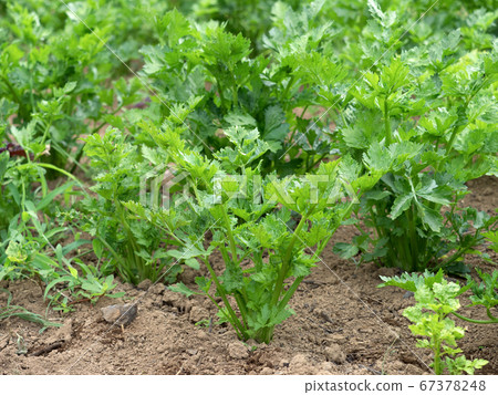 Celery field 67378248