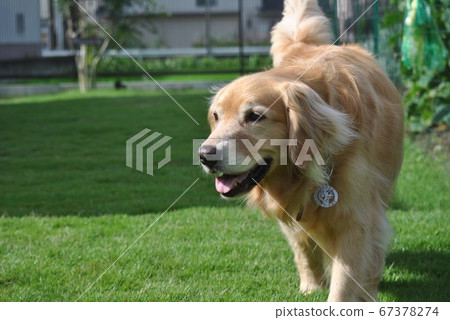 Karuna of dog run Karuna of dog run 67378274