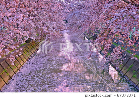 瓦努奇鎮的櫻花 瓦努奇鎮的櫻花 67378371