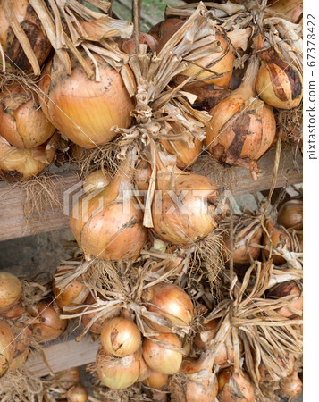 Dried onion under the eaves 67378422