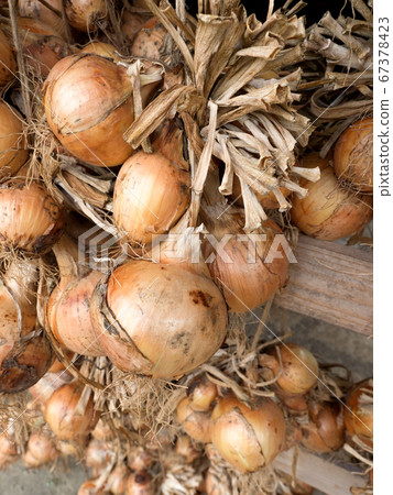 屋簷下的干洋蔥 屋簷下的干洋蔥 67378423