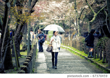 Happy travel woman look sakura cherry blossoms 67378459