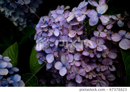 Hydrangea going past the best time d-1 Hydrangea going past the best time d-1 67378823