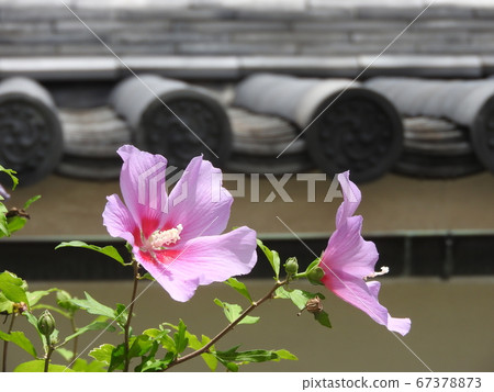 Mukugawa no Hana Mukugawa no Hana 67378873