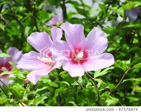 Mukugawa no Hana 67378874