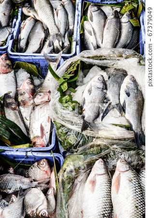 Fresh fish at a market Fresh fish at a market 67379049