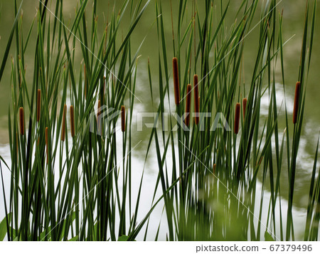 香蒲在水邊 67379496