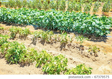 Kitchen garden image [colored pencils] 67379575