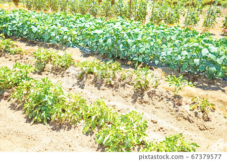 Kitchen garden image [colored pencils] 67379577