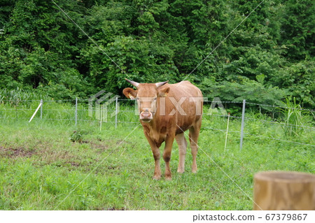 一頭牛 一頭牛 67379867