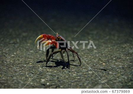 蟹（側面） 67379869