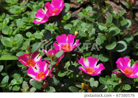 June Chofu 247 Matsuba Button, Purslane, Keio Floral Garden Angers June Chofu 247 Matsuba Button, Purslane, Keio Floral Garden Angers 67380576