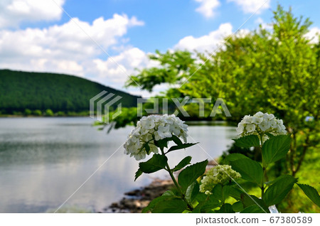 Hydrangea flowers of Lake Tanuki Hydrangea flowers of Lake Tanuki 67380589