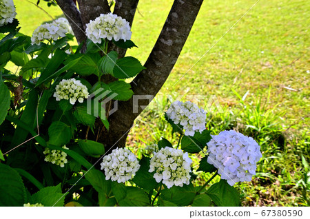 Hydrangea flowers of Lake Tanuki Hydrangea flowers of Lake Tanuki 67380590