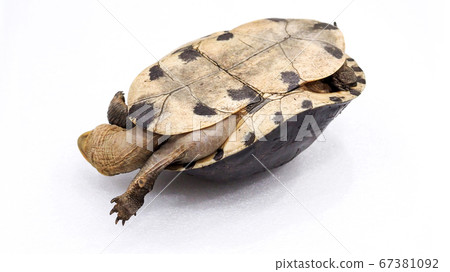 Asian tortoises turtle isolated on white Asian tortoises turtle isolated on white 67381092