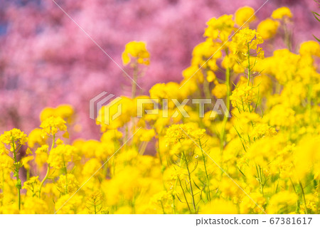 春季和川津櫻花和油菜花 照片素材 圖片 圖庫